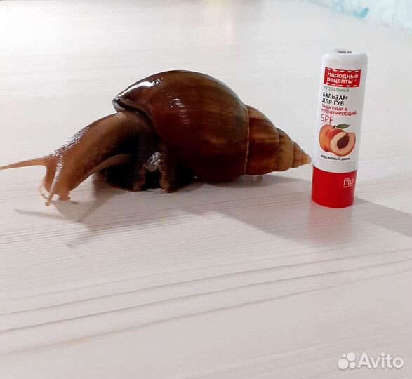 Улитки ахатины