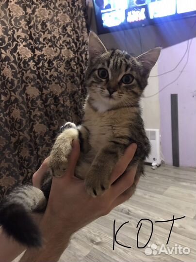 Кошка в дар бесплатно