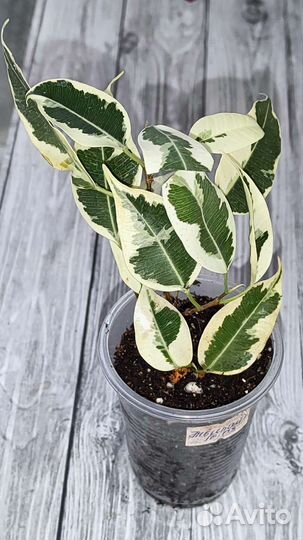 Фикусы сортовые