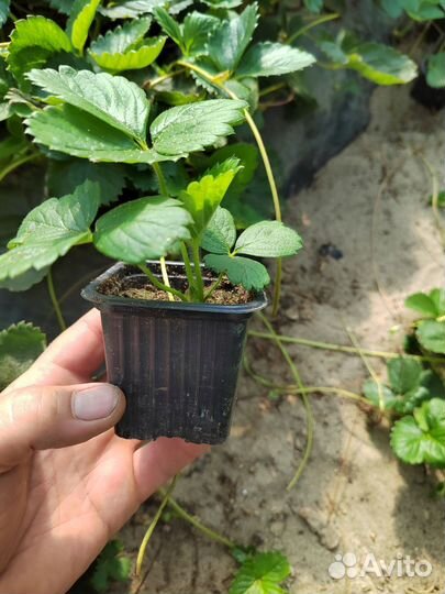 Рассада клубники. Альба и Азия