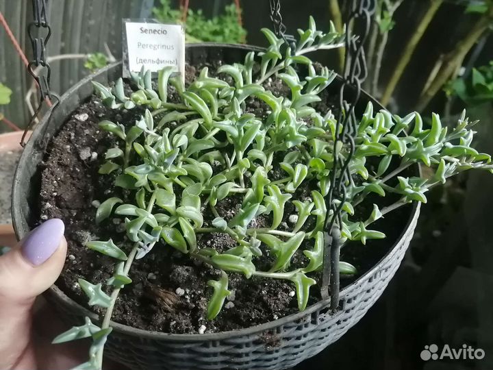 Оттона мясистая