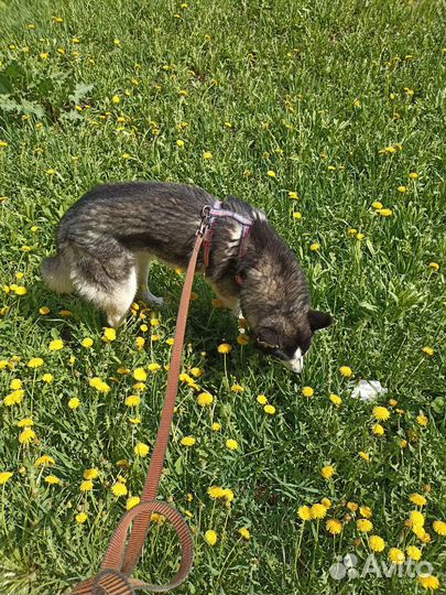 Выгулять собаку