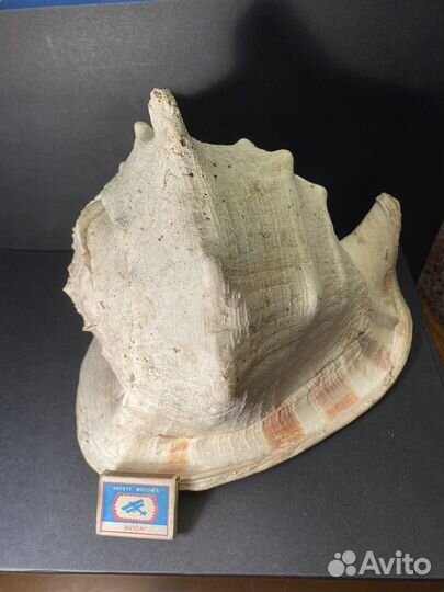 Раковина кассис (очень большая)