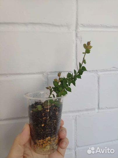 Крассула толстянка