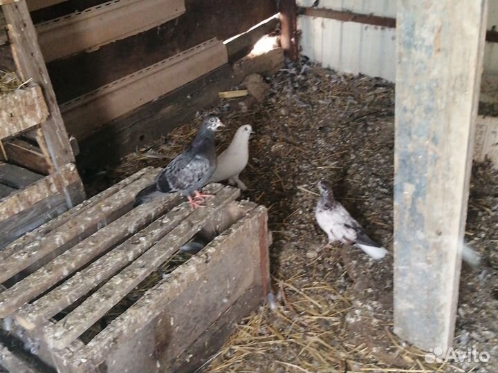 Продажа голубей