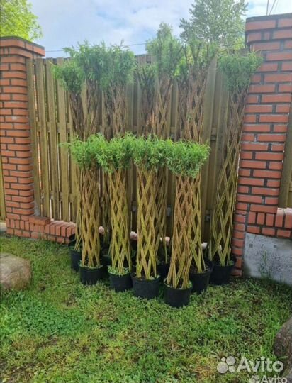 Русская Пальма 