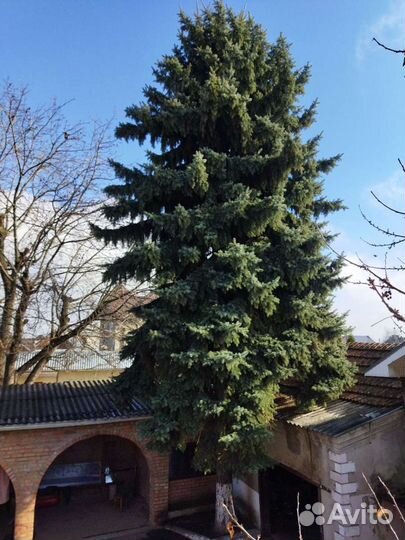 Ель голубая