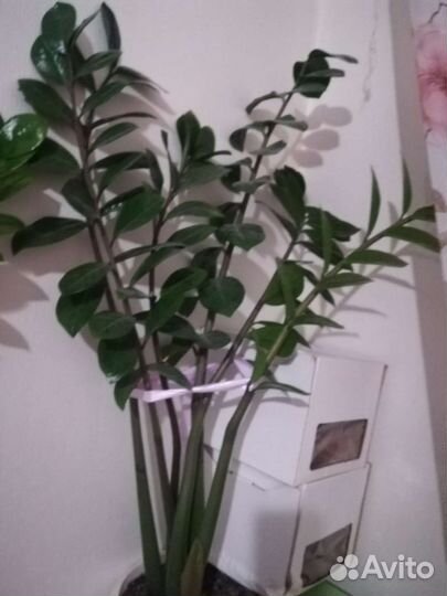 Замиокулькас