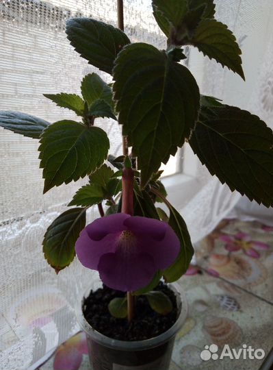Комнатные цветы