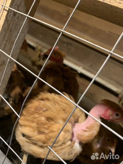 Курочки мясояичные