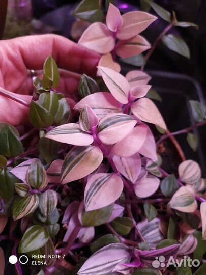 Традесканция Квадриколор