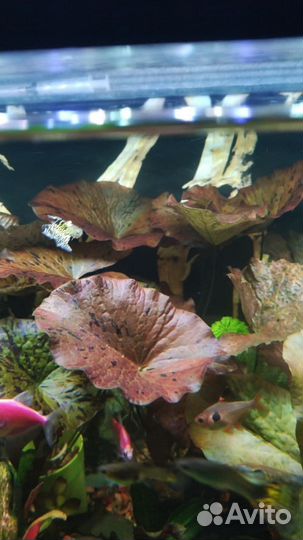 Нимфея большой куст