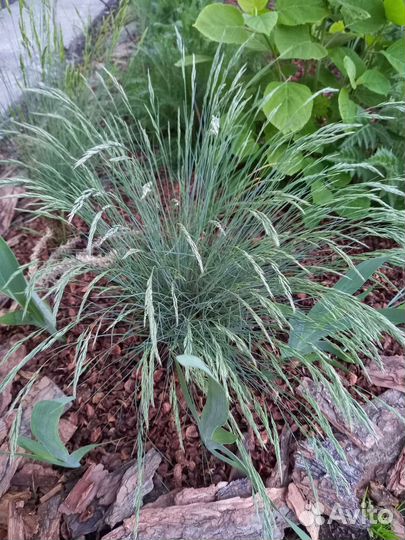 Овсянница сизая,Рудбекия,Эхинацея