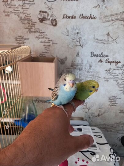 Волнистый попугай ручной