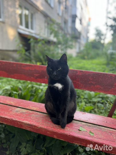 Кошка