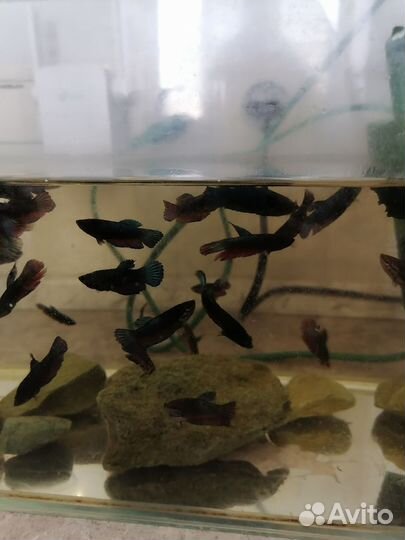 Аквариумные рыбки