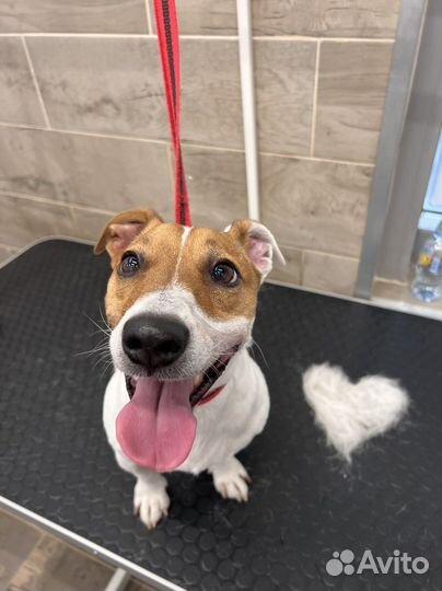 Груминг собак, тримминг, экспресс линька модель