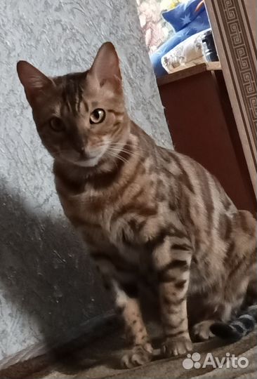 Кошки