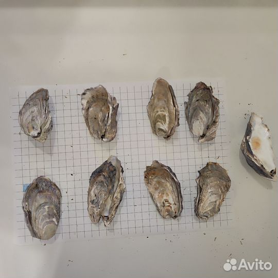 Створки устричных раковин