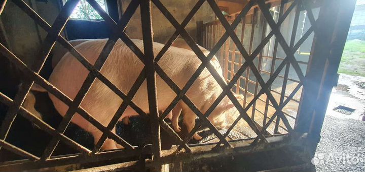 Свиньи живым весом