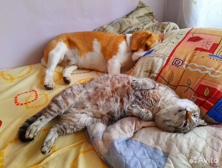 Передержка собак и кошек. Выгул собак. Зооняня