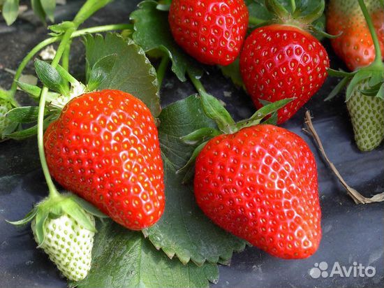 Продаем саженцы клубники Клери