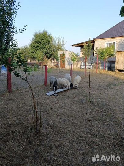 Ягнята и овцы