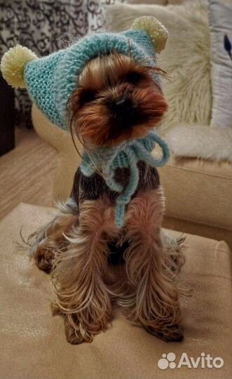 Шапки для собак