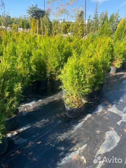 Туя Смарагд 80 см