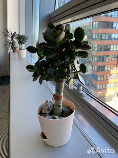 Комнатные цветы