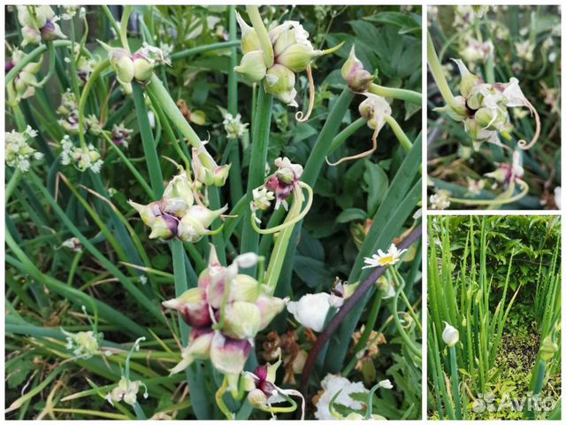 Лук многолетний