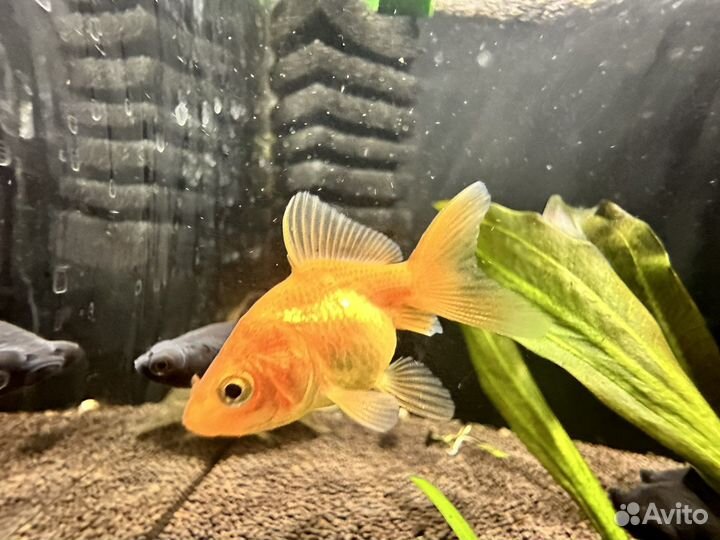 Аквариумные рыбки, корма, растения