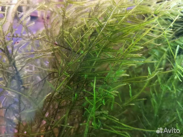 Растения и прочее для аквариума