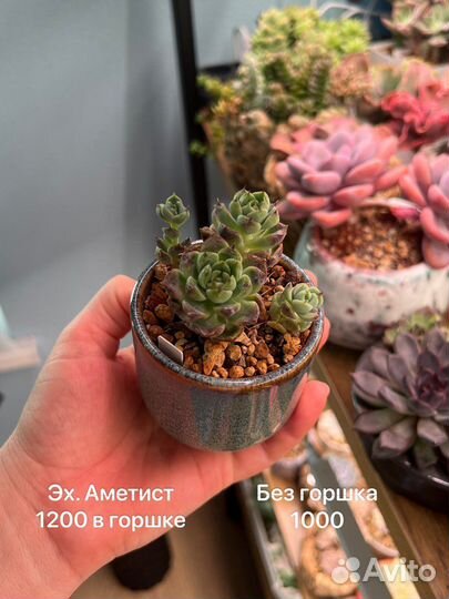 Суккуленты, эхкверии