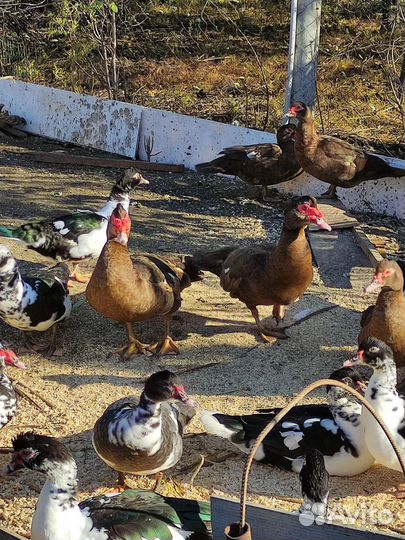 Индоутки тяжелой линии