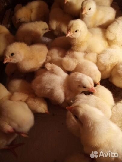 Бройлер цыплята