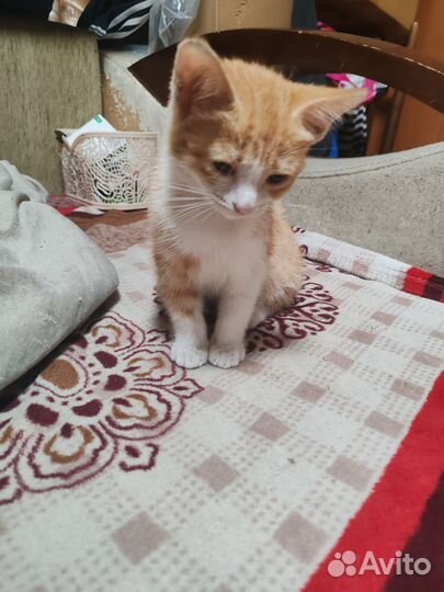 Котенок в добрые руки