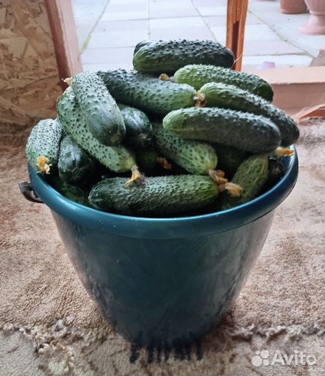 Огурцы свежие