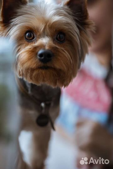 Йоркширский терьер вязка мальчик