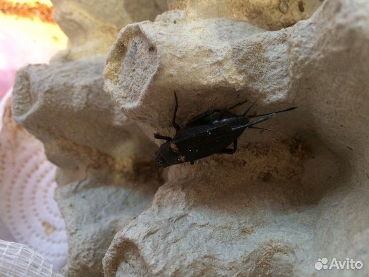 Сверчок и другие корма