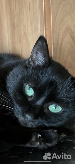 Кошка в дар