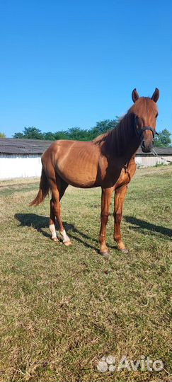 Жеребчик и молодая кобылка
