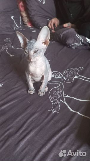 Канадский сфинкс котенок