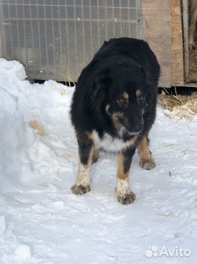 Собака в добрые руки, в дар красивый метис овчарки