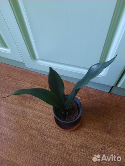 Сансивьерия Блек Даймонд