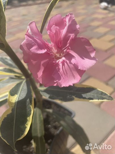 Олеандр вариегатный