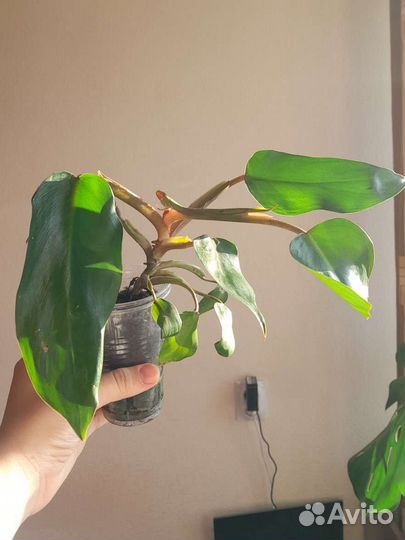 Филодендрон краснеющий