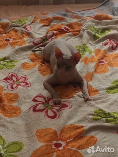 Кот для вязки