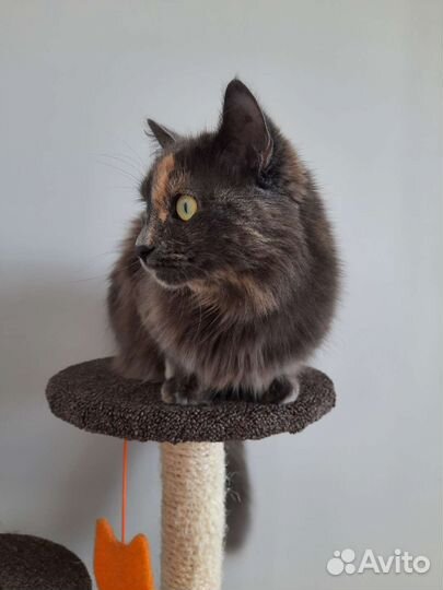 Кошка в дар бесплатно