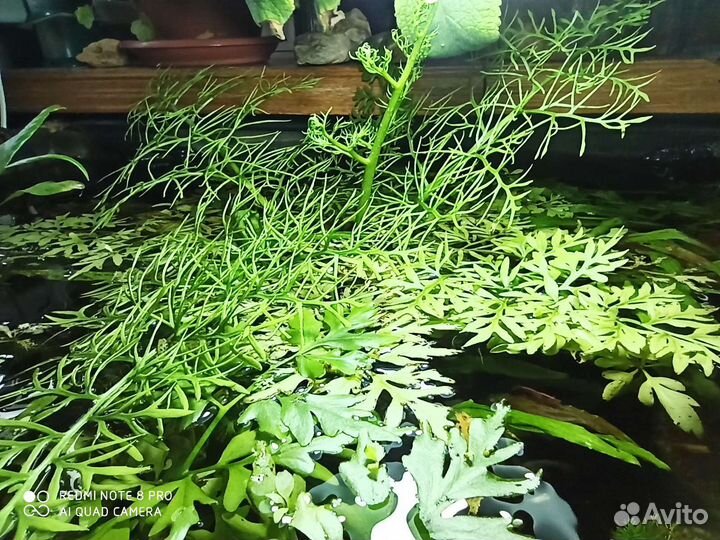 Дубок мексиканский, папоротник, эхинодорус,гуппи